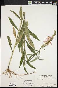 Physostegia virginiana image