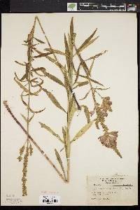 Physostegia virginiana image