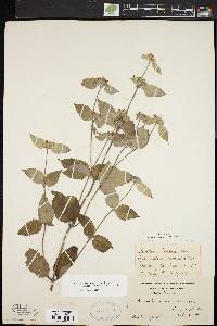 Pycnanthemum incanum image