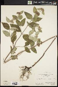 Pycnanthemum incanum image