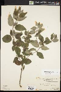 Pycnanthemum incanum image