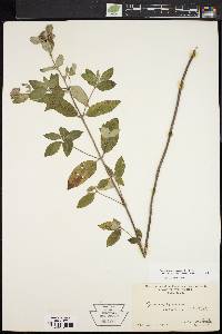 Pycnanthemum incanum image