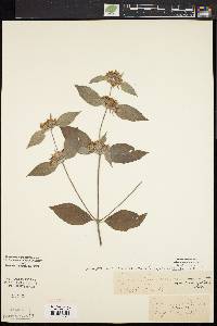 Pycnanthemum muticum image