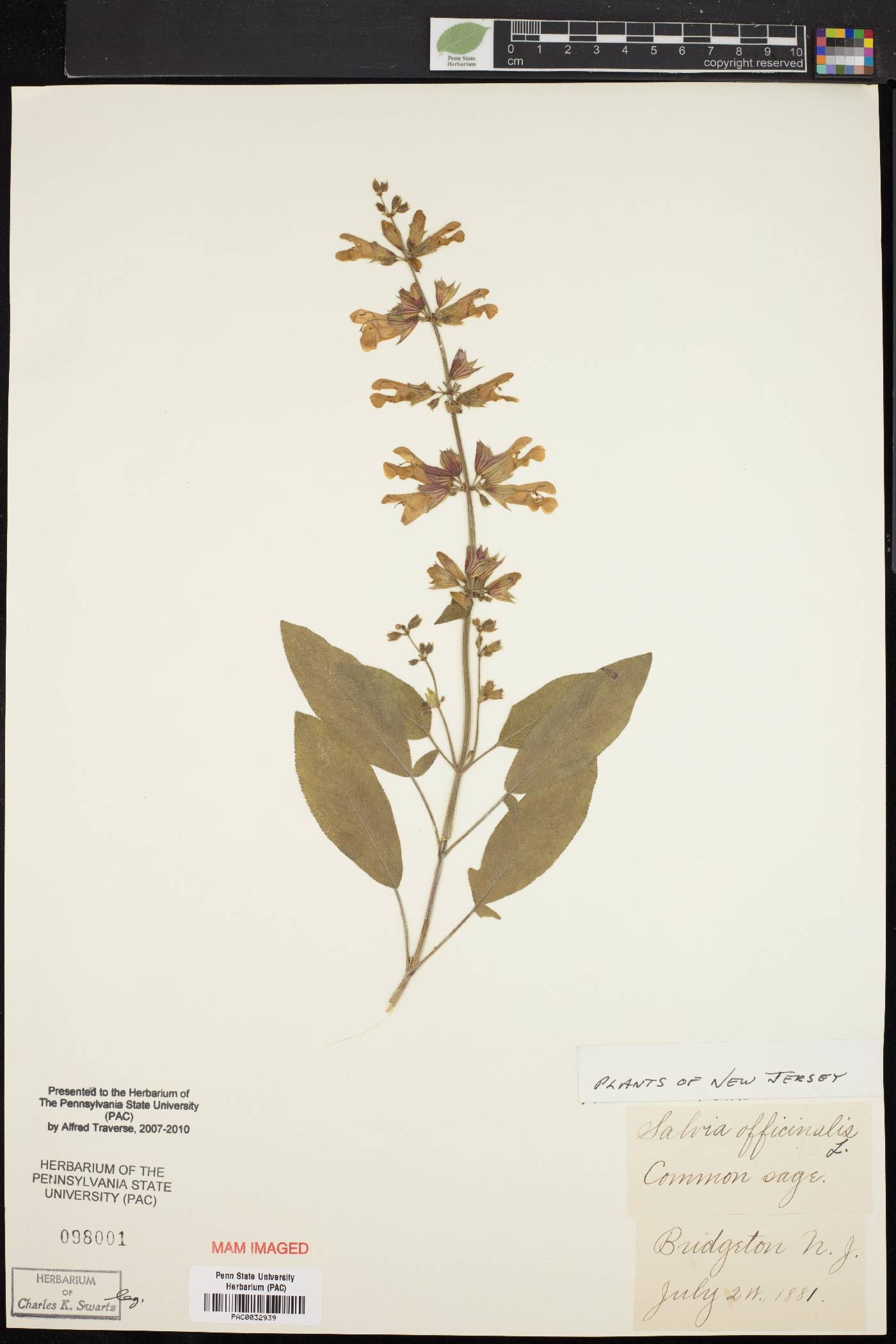 Salvia officinalis image