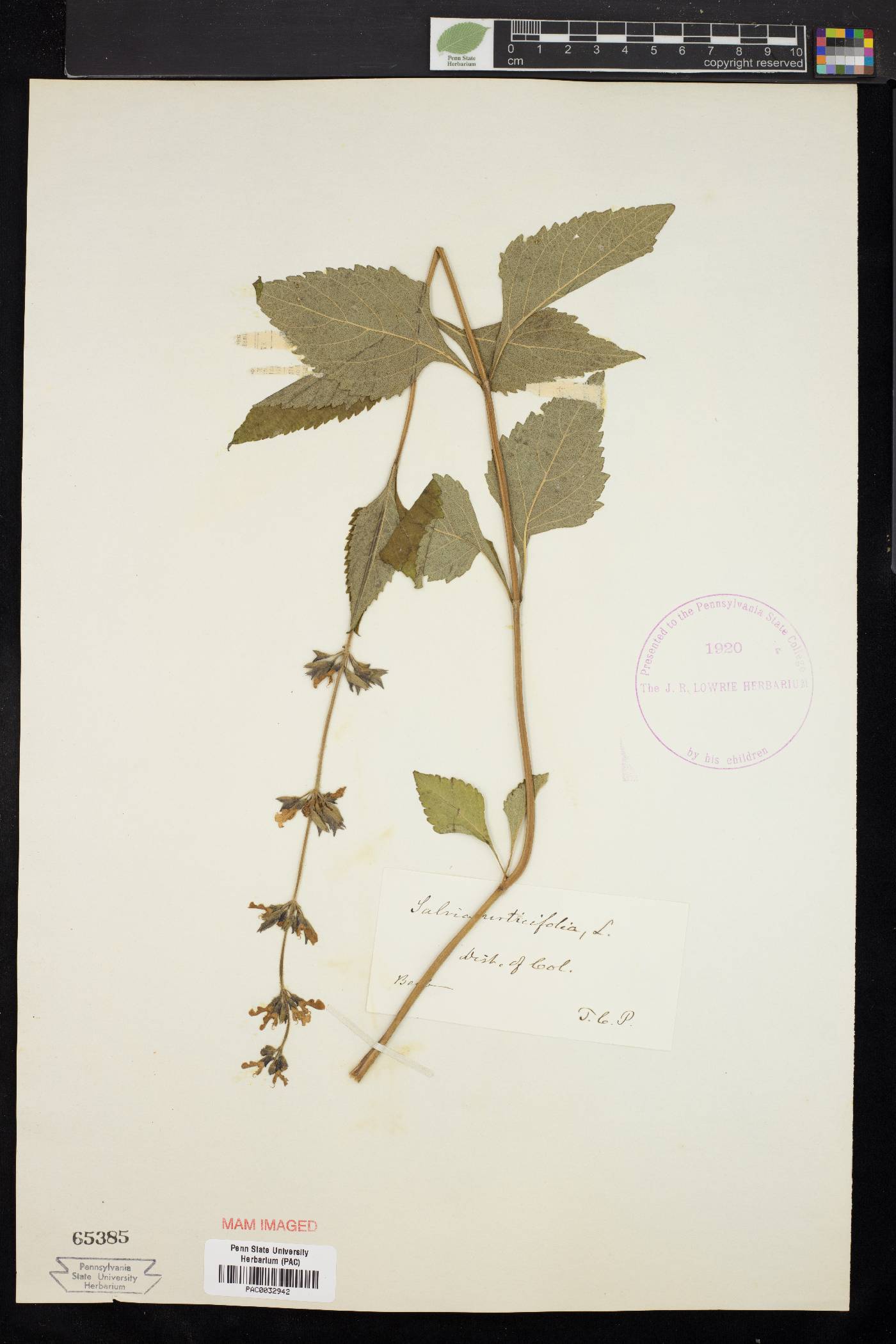 Salvia urticifolia image