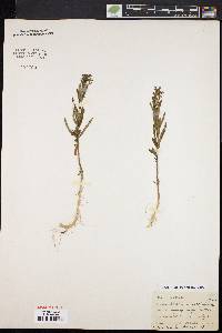 Stachys hyssopifolia image