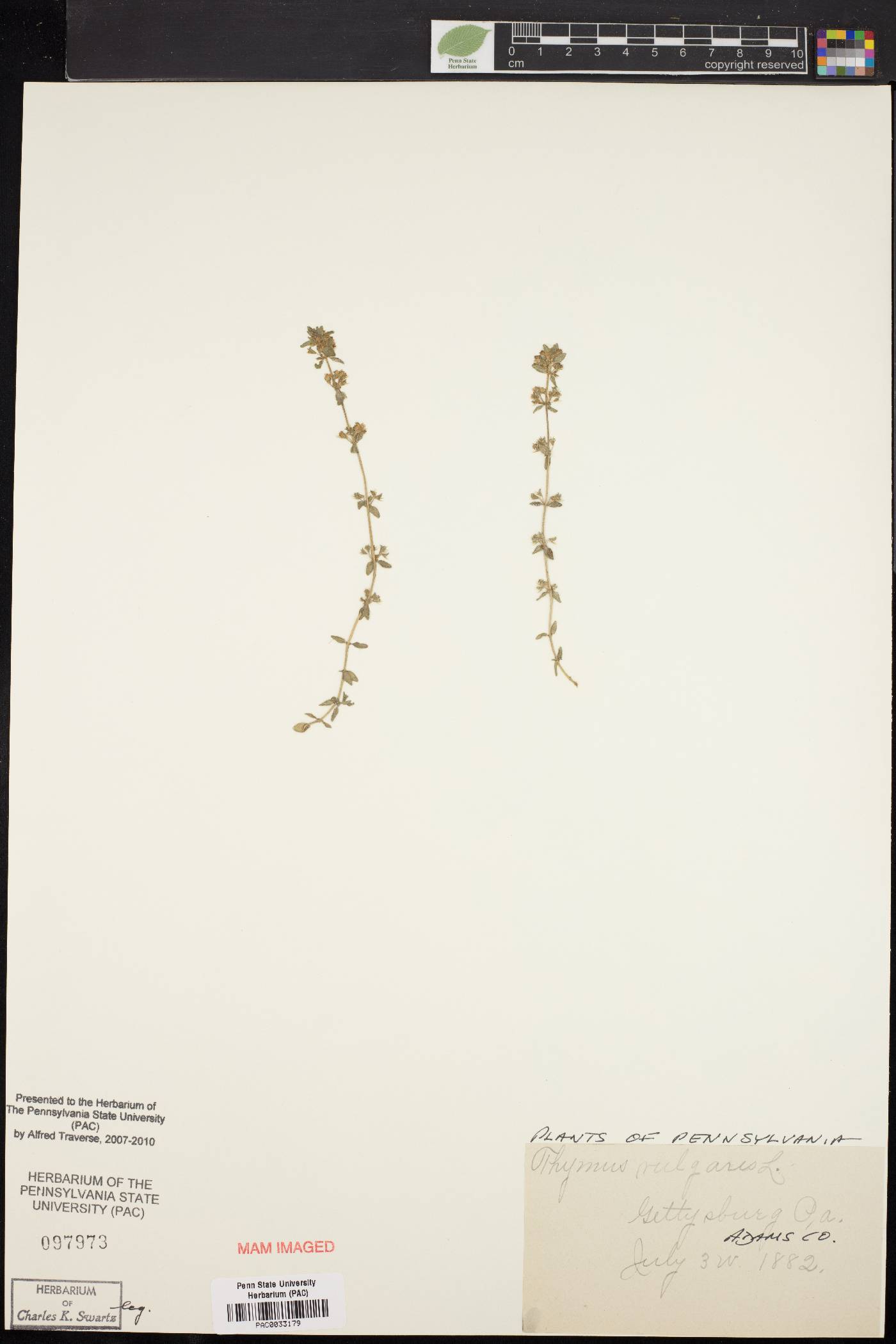 Thymus vulgaris image