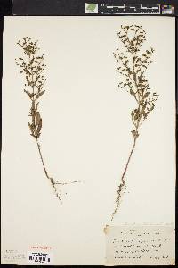 Trichostema dichotomum image