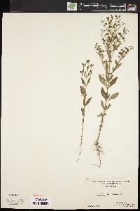 Trichostema dichotomum image