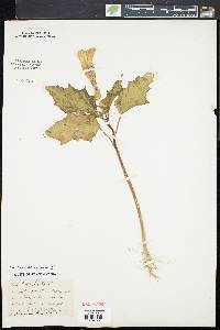 Datura stramonium image