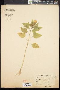 Nicandra physaloides image