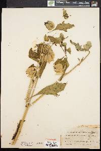 Nicandra physaloides image