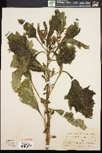 Nicandra physaloides image