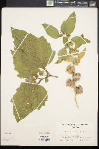 Nicandra physaloides image