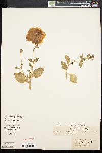 Image of Petunia violacea