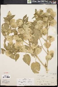 Physalis longifolia image