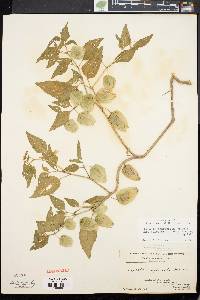 Physalis longifolia image