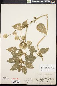 Physalis longifolia image