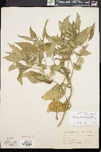 Physalis longifolia image