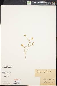 Image of Schizanthus pinnatus