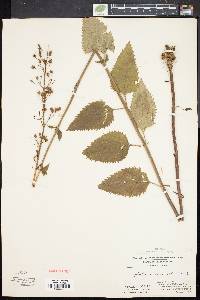 Scrophularia lanceolata image