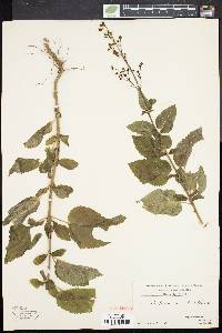 Scrophularia lanceolata image