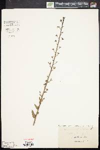 Verbascum blattaria image