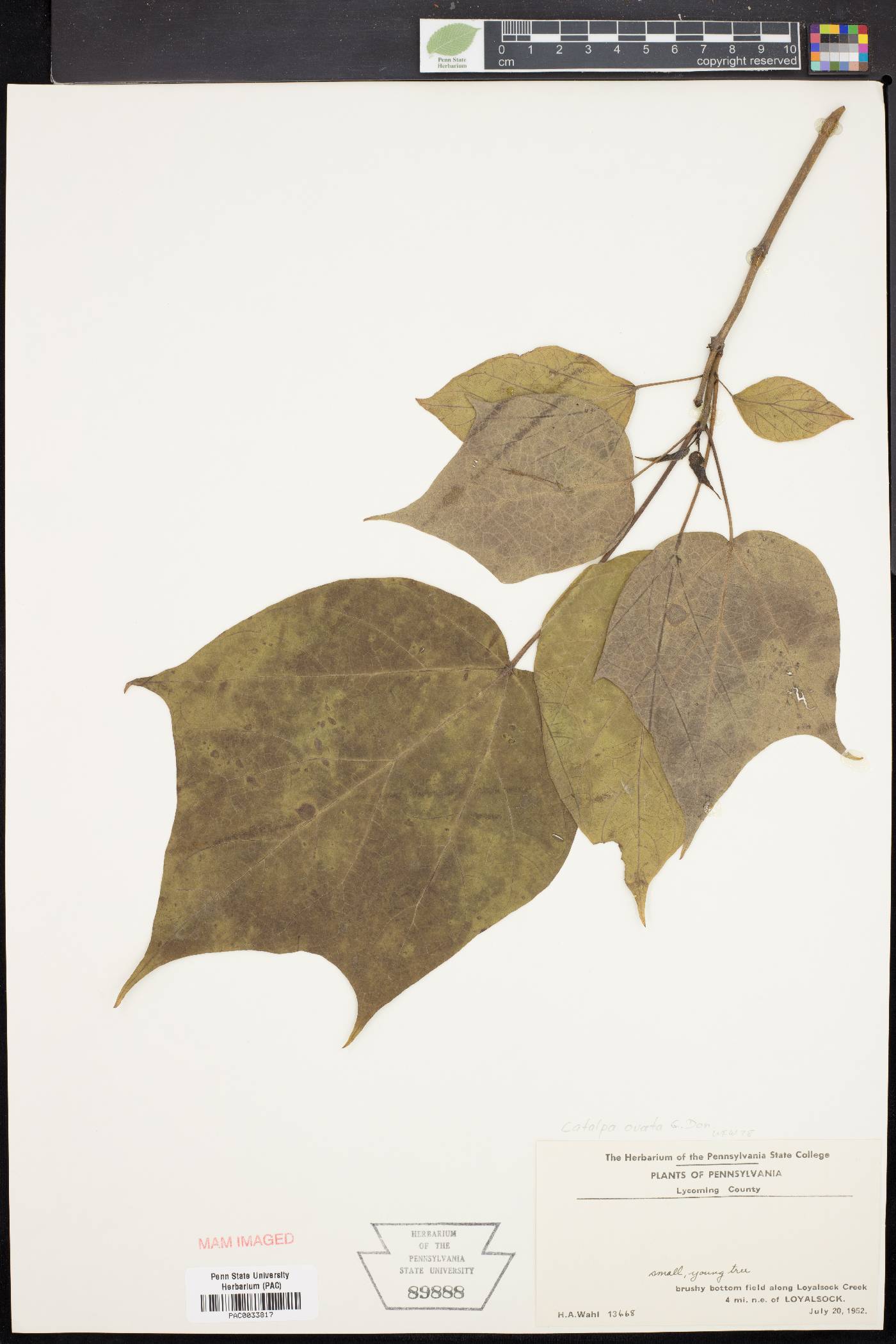 Catalpa ovata image