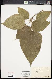 Catalpa speciosa image