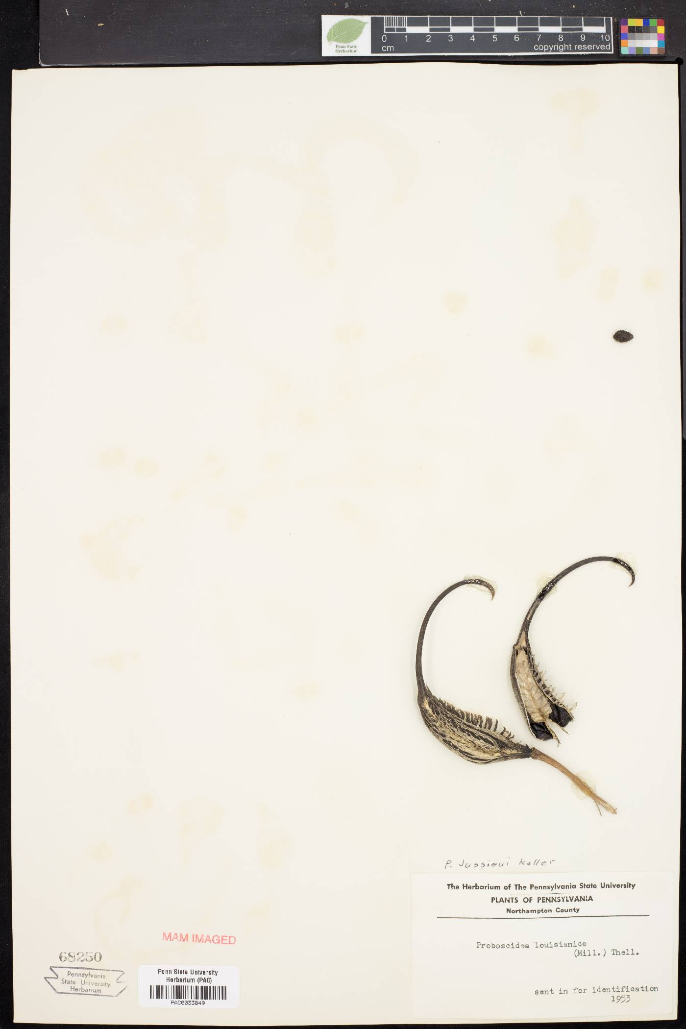 Proboscidea jussieui image