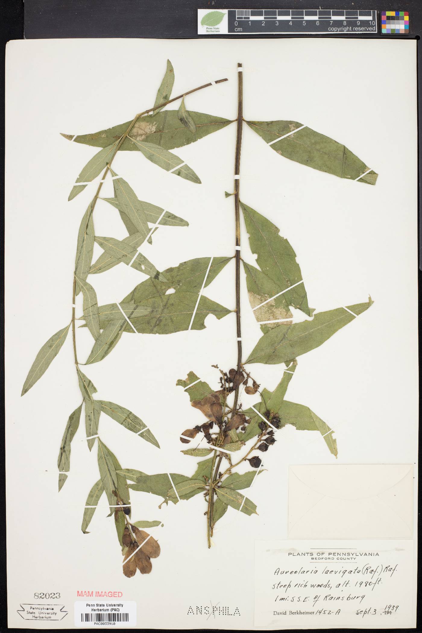 Aureolaria laevigata image
