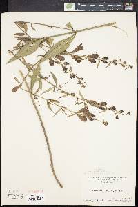Aureolaria laevigata image