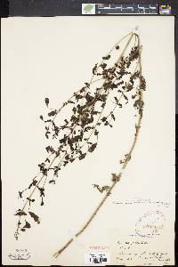 Aureolaria pedicularia image