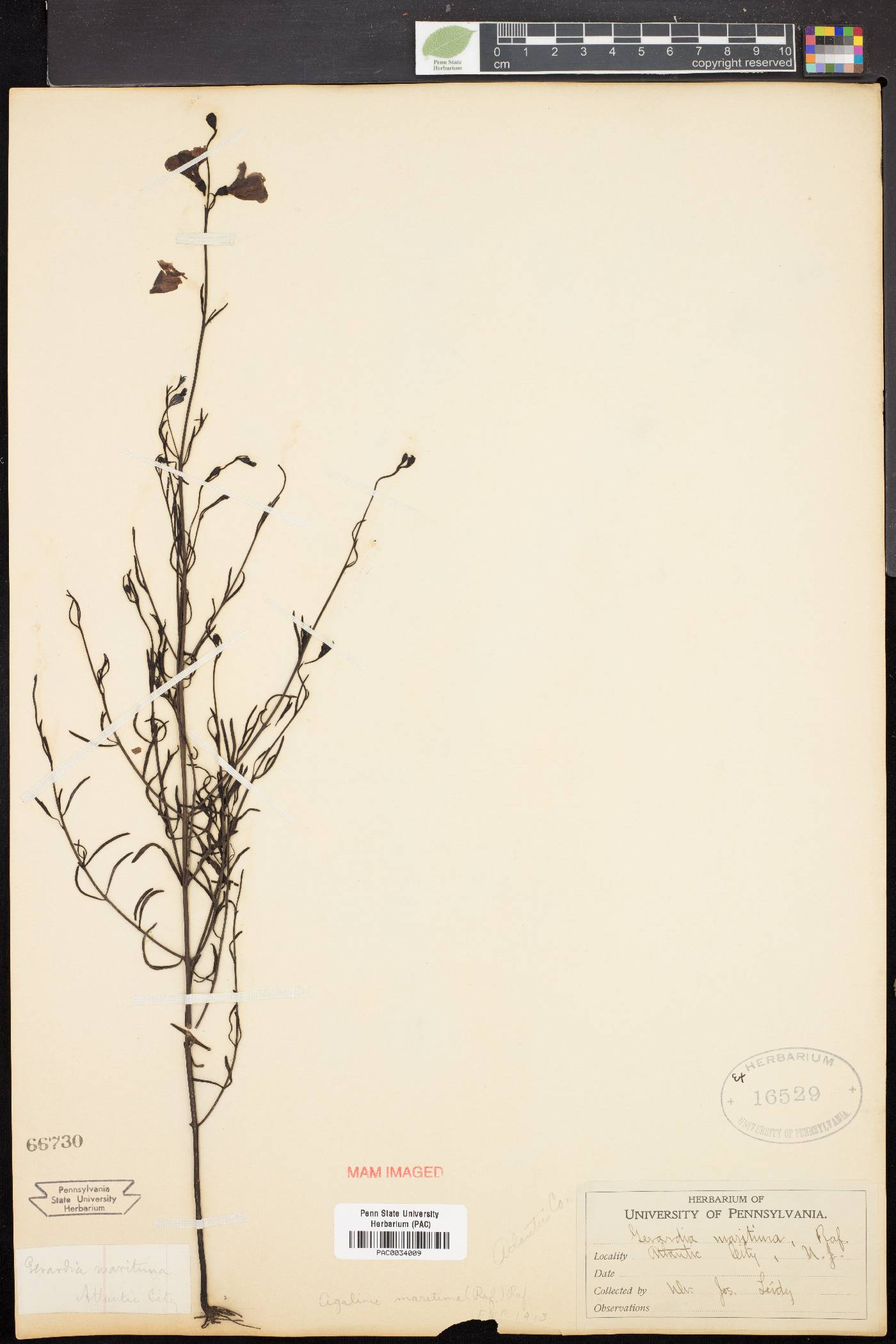 Agalinis maritima image