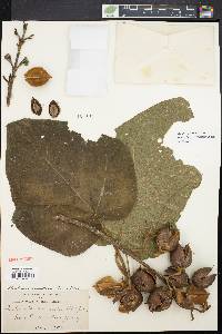 Paulownia tomentosa image