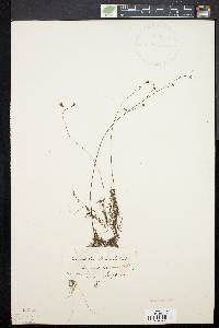 Utricularia gibba image