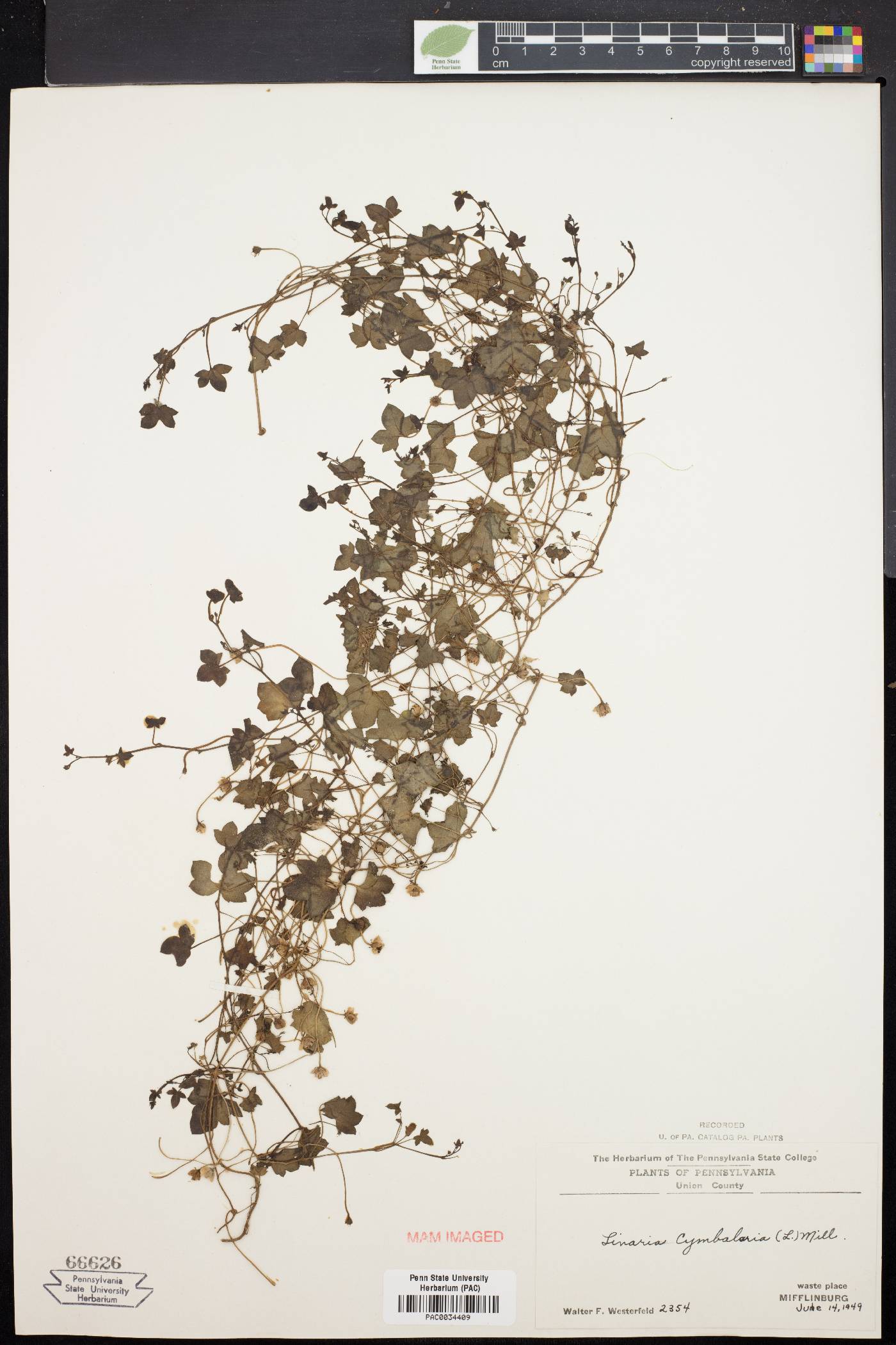 Linaria cymbalaria image