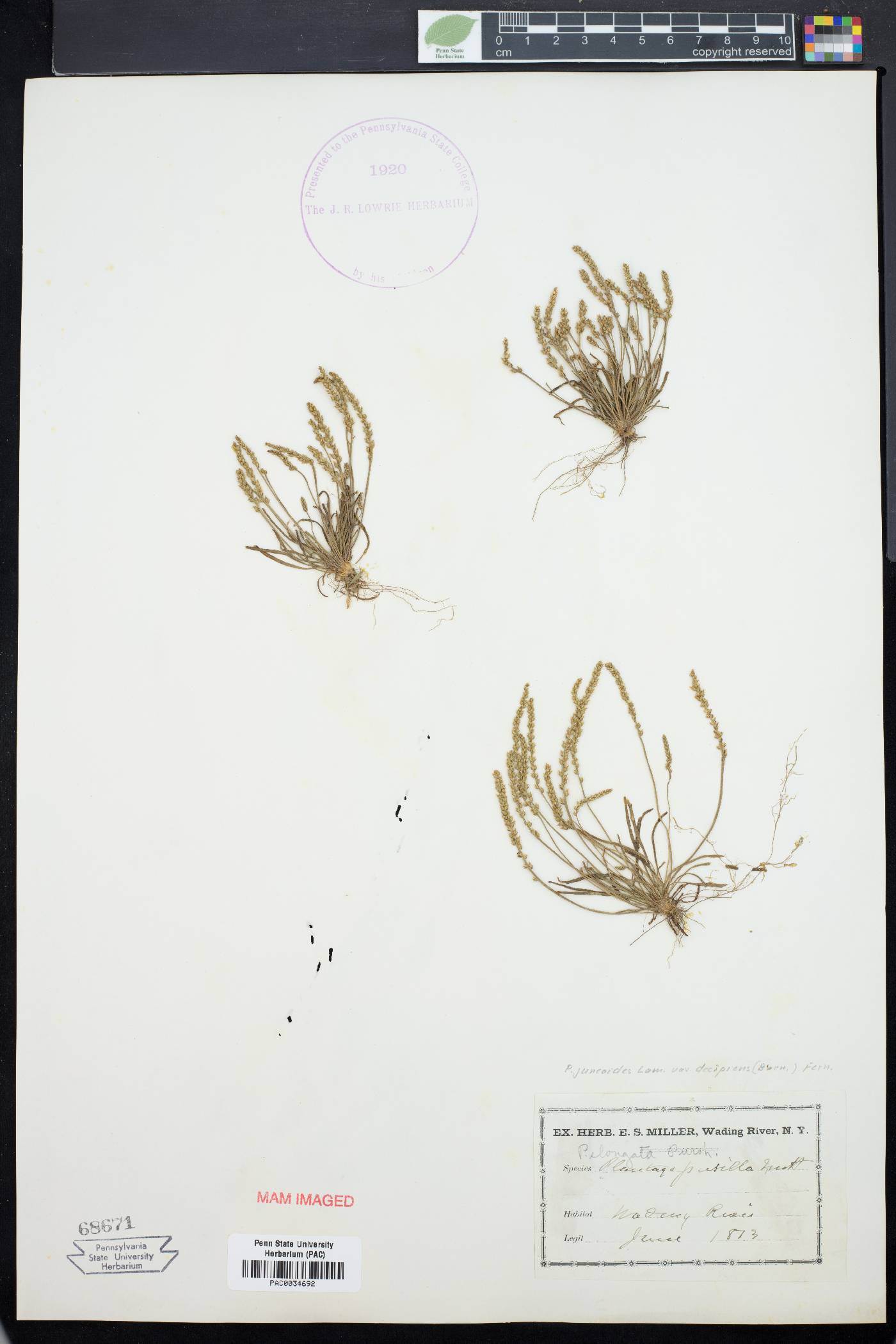Plantago juncoides image