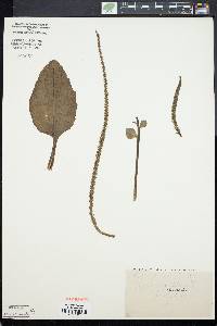 Plantago major image