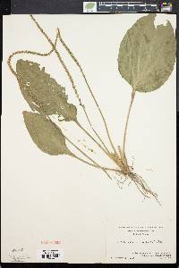 Plantago rugelii image