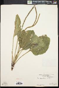 Plantago rugelii image