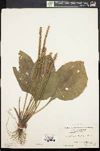 Plantago rugelii image