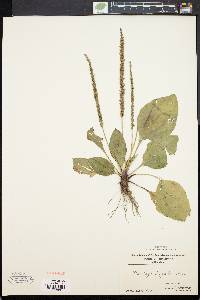 Plantago rugelii image