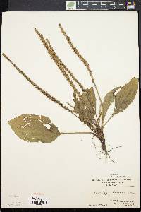 Plantago rugelii image