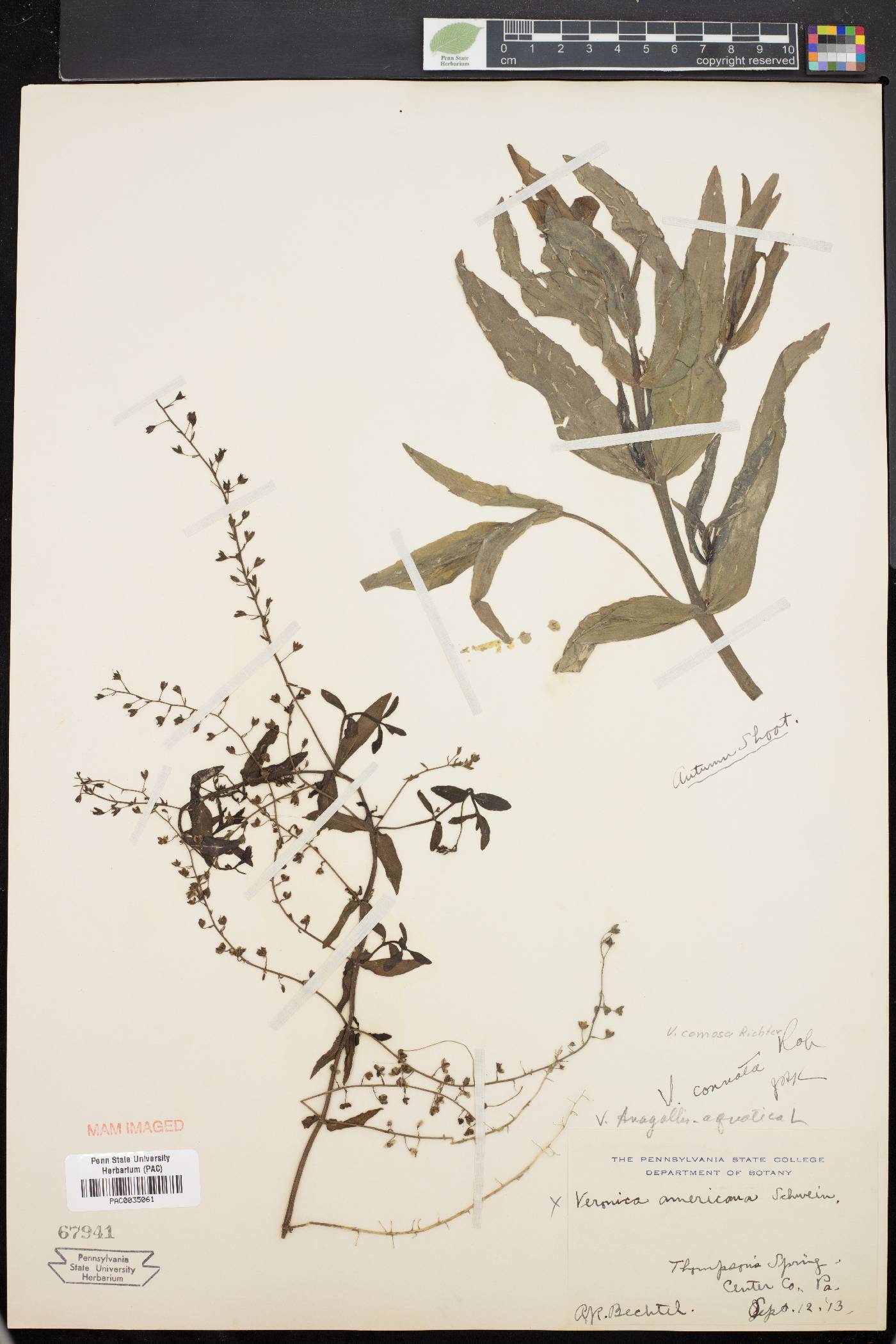 Veronica grandiflora image