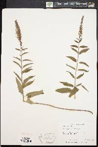 Veronica longifolia image