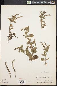 Veronica officinalis image