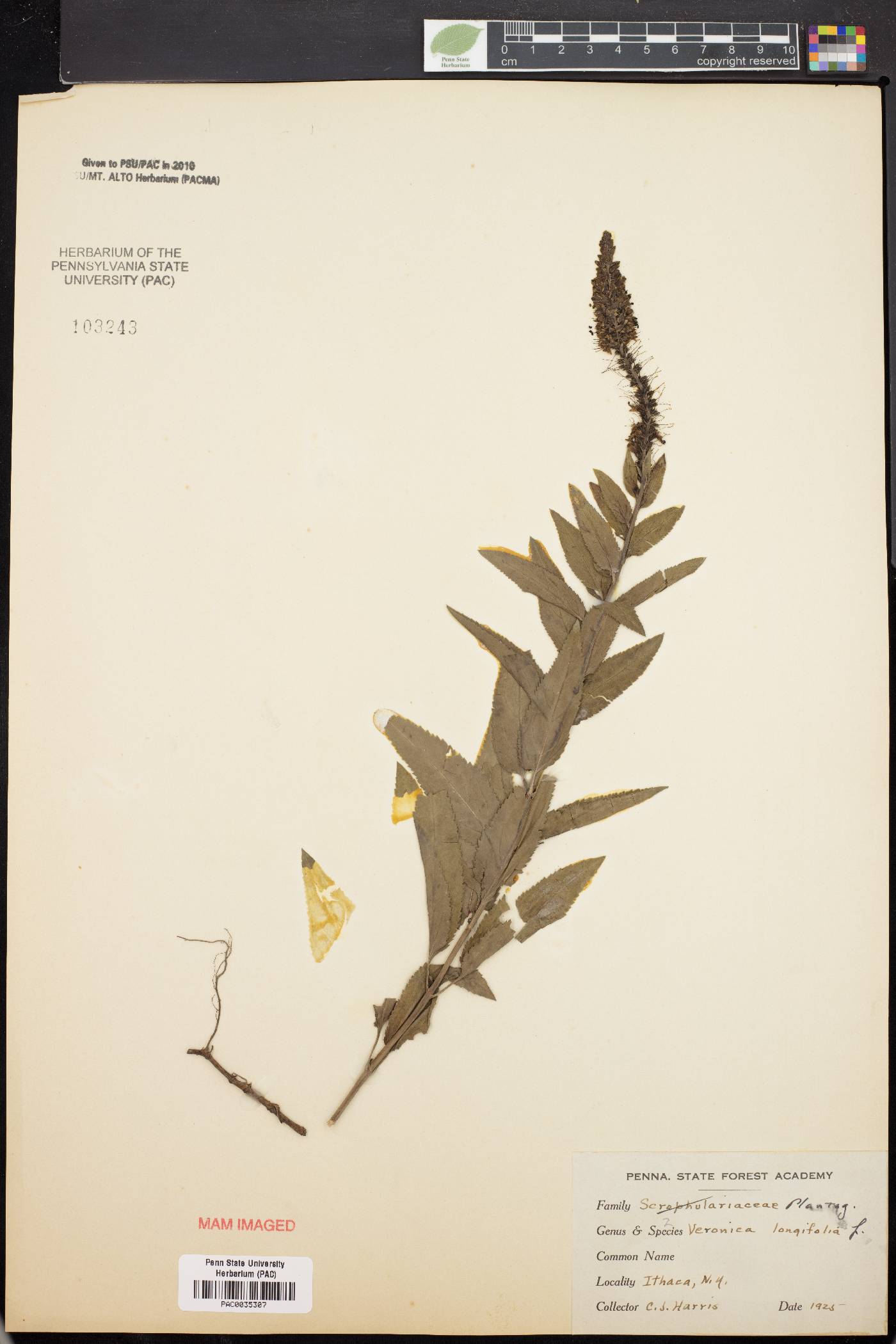 Veronica longifolia image