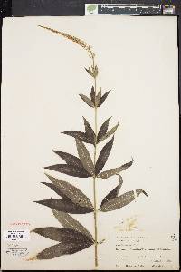 Veronicastrum virginicum image