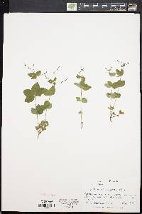 Galium circaezans image